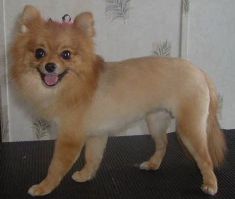 12 best Pomeranian Haircuts images on Pinterest | Pomeranian haircut ...