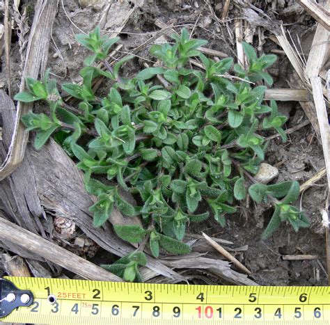 Mouse Ear Chickweed