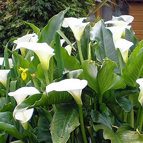 Arum Blanc Zantedeschia Aethiopica