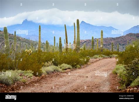 Organ Pipe Cactus National Monument Stock Photo Alamy