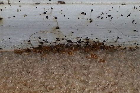 How Long Do Bed Bugs Live In Carpet - Carpet Vidalondon