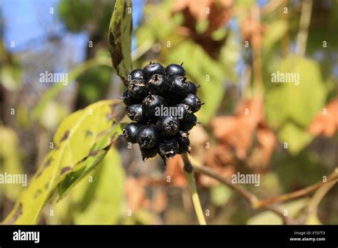 Eleutherococcus senticosus Stock Photo - Alamy