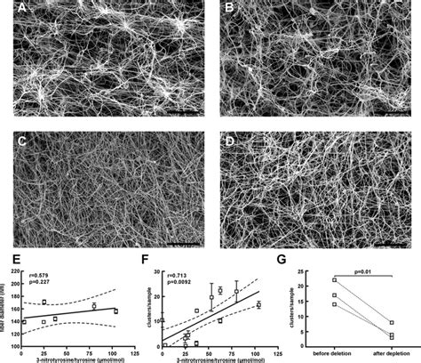 Scanning Electron Microscopy Of Fibrin Clots Ac Fibrinogen Isolated Download Scientific