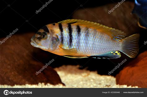 Red Top Hongi Cichlid Labidochromis Hongi — Stock Photo © Vojce #423300446