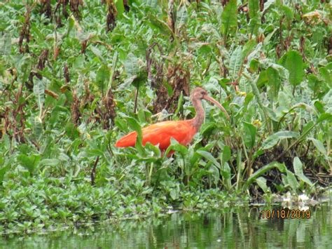 Scarlet Ibis From Humedal Juan Amarillo Tibabuyes Tercio Medio