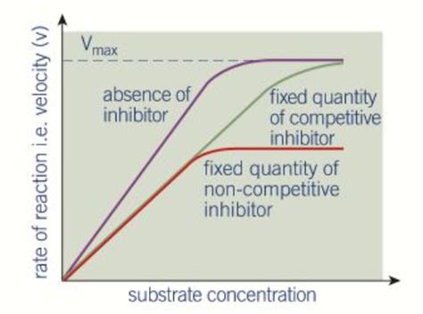 M B Enzyme Inhibitors Flashcards Quizlet