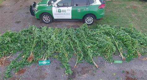 Carabineros de Reumén decomisó 12 plantas de marihuana RioenLinea