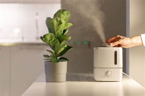 Best Humidifier For Plants In Gardener S Choice