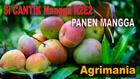 Panen Si Cantik Mangga R2e2 Agrimania Youtube