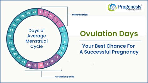 Just Mommies Ovulation Calendar Tonie Cordula