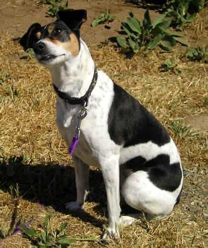 Rat Terriers Smooth Fox Terriers Terrier