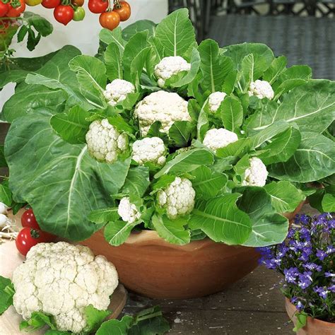 Growing Cauliflower in Containers | Care & How to Grow Cauliflower in ...