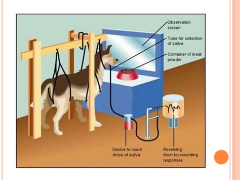 Pavlov’s Classical Conditioning