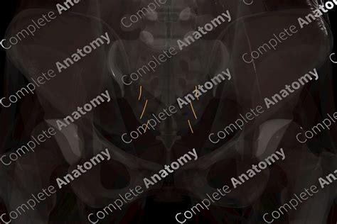 Sacral Part of Autonomic Division | Complete Anatomy