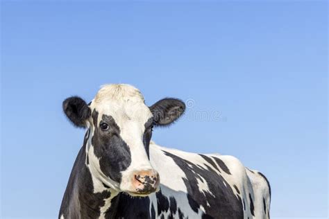 Dairy Cow Milk Cattle Black And White Standing On A Path Holstein