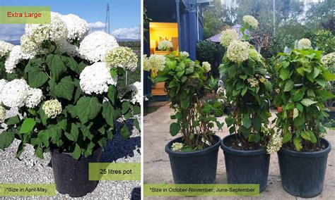 Hydrangea Arborescens Annabelle Hydrangea Annabelle Shrub