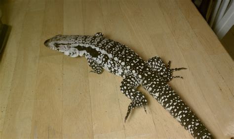 Blue Tegu Facts and Pictures