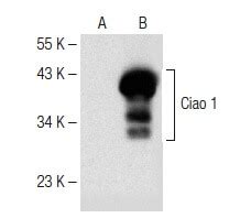 Ciao Antibody E Scbt Santa Cruz Biotechnology