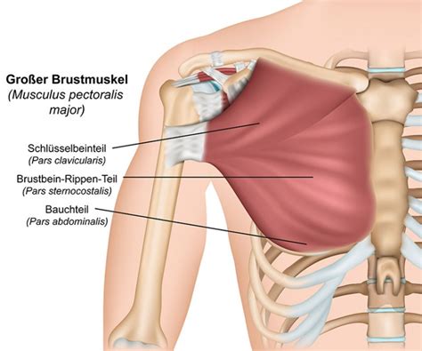 Musculus Pectoralis Major Aufbau Funktion Krankheiten MedLexi De