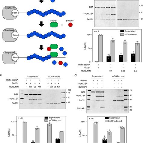 Model Showing The Regulation Of RAD51 Assembly By SWSAP1 And FIGNL1