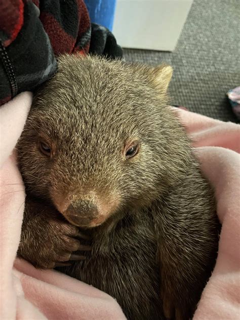 Baby Wombat