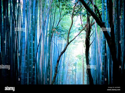 bamboo forest in Kyoto japan Stock Photo - Alamy