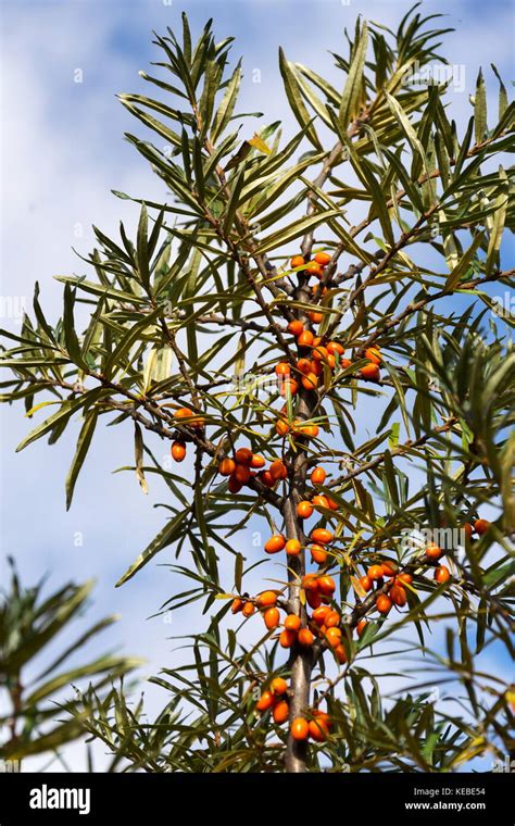 Hippophae Rhamnoides Known As Common Sea Buckthorn Shrub Stock Photo