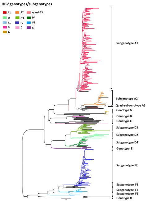 Phylogenetic Analysis Based On Hbv Partial S Pol Nucleotide Sequences