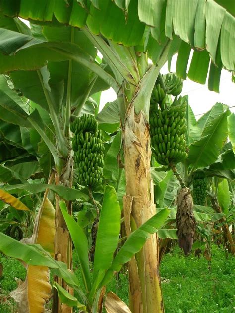 Grand Nain Naine Banana Tree For Sale Buying And Growing Guide