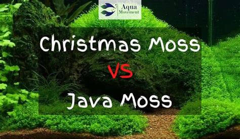 Christmas Moss Vs Java Moss - A Comparison | Aqua Movement