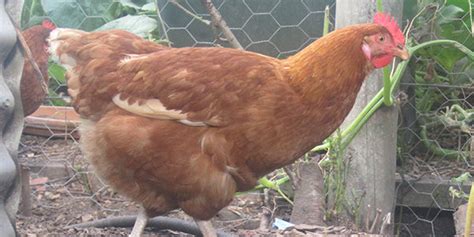 CHICKEN BREED PROFILE: Lohmann Brown – Urban Food Garden