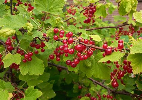 Rode Bes Kopen Vanaf Fruitbomen Net