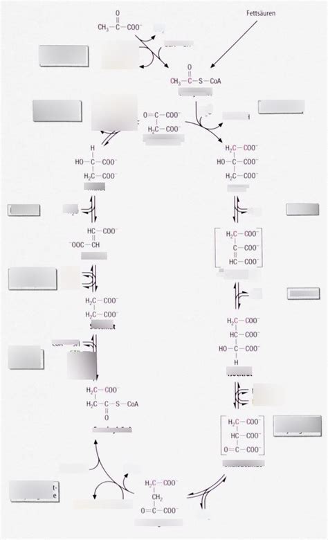 Schaubild Citratzyklus ausführlich Diagram Quizlet