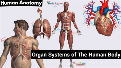 Organ Systems Of The Human Body Circulatory Respiratory System