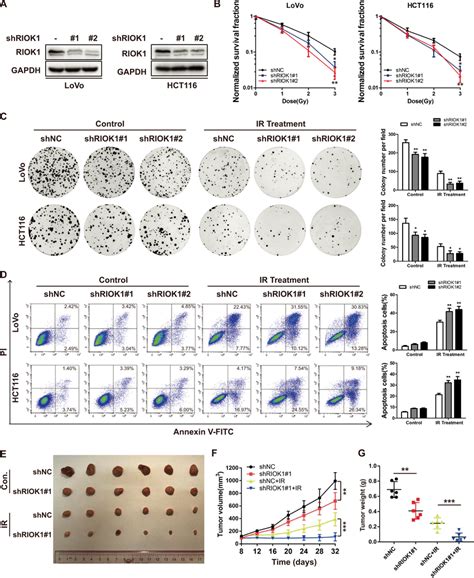 Knockdown Of Riok1 Inhibits Resistance Of Crc Cells To Radiotherapy In Download Scientific