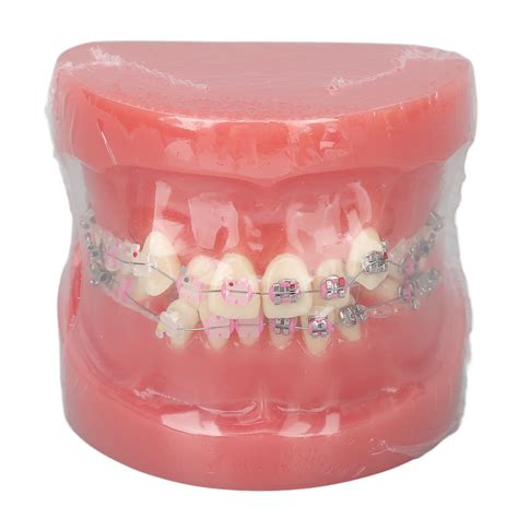 Demonstration Orthodontics Dental Model Disassembled Resin Teeth Model