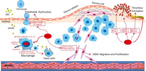 Frontiers The Role Of Peroxisome Proliferator Activated Receptor