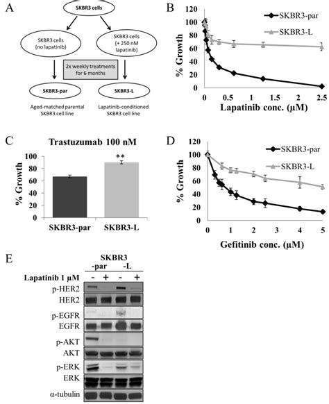 Development And Characterization Of A Cell Line Model Of Acquired