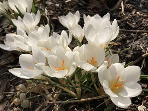 Zielono Zakręceni Szafran złoty Krokus złocisty Crocus chrysanthus