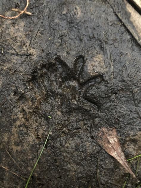 Opossum Footprint Didelphis Virginiana November 19th 20 Flickr