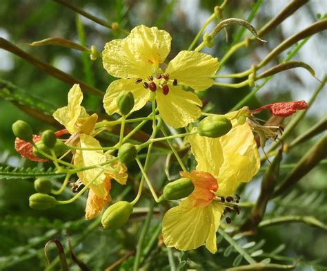 Parkinsonia aculeata - Leon Levy Native Plant Preserve