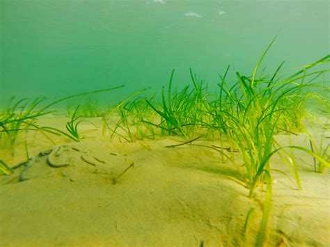 What Are Seagrass Meadows Why Are They So Important Kimo