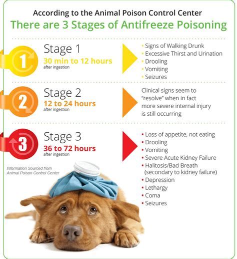 Recognizing and Treating Poisoning Symptoms in Pets - Poisoning Symptoms