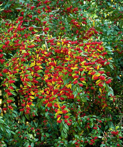 Cotoneaster Care And Growing Guide Expert Advice Gardeningetc