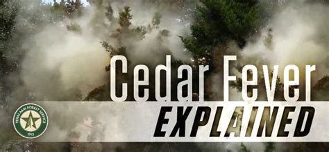 Cedar fever season begins in Texas - AgriLife Today