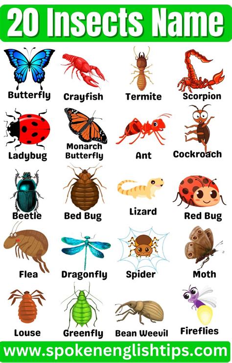 20 Insects Name in English and Hindi | Insects names, Insects, Insects ...