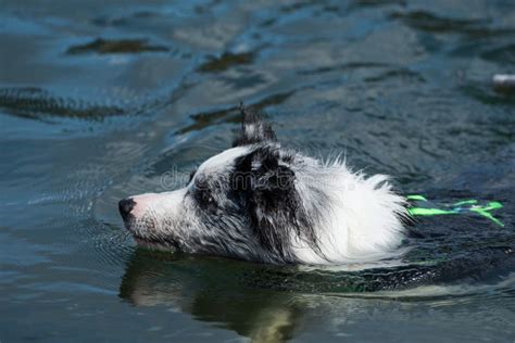 Border Collie Dog Swimming In A Lake Stock Photo Image Of Brown