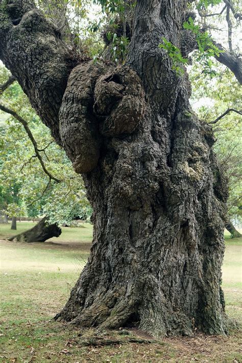 Centenary Oak Or Fantastic Beings Nauta Insta Flickr