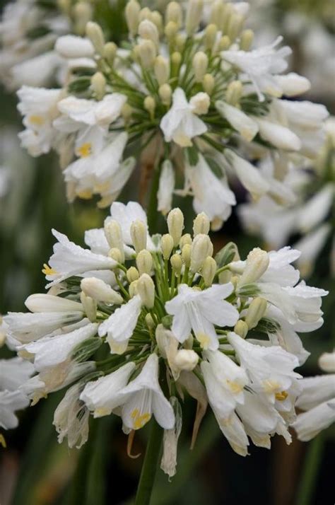 AGAPANTHUS EVER WHITE Agapanthus Agapanthus Plant White Flowers