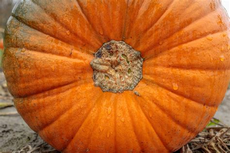 How Can You Preserve Your Carved And Uncarved Pumpkins This Halloween